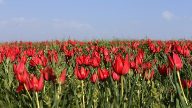 Muş Ovası lalelerle kırmızıya boyandı