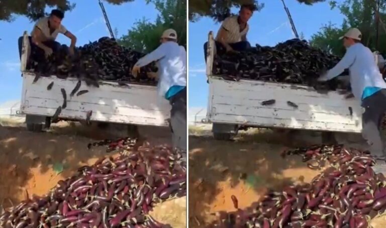 Fiyatı beğenmeyip bir kamyon patlıcanı çöpe döktü – Son Dakika Türkiye Haberleri