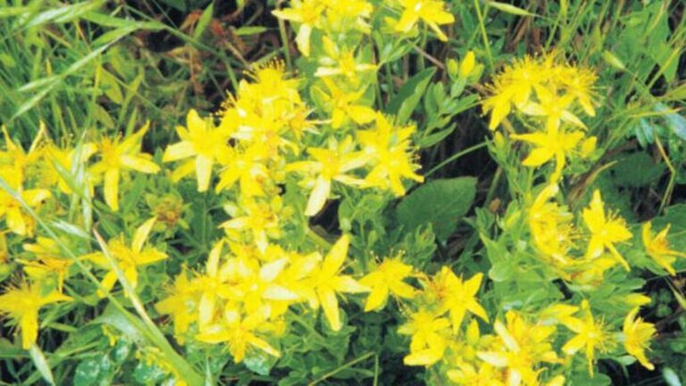 Halsizliğe iyi geliyor! Sarı kantaron nedir, ne demek? Sarı Kantaron çayı faydaları neler, nasıl yapılır?